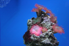 Killikus&reg; Fotographie